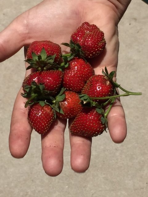 Our First Strawberries.